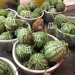 娱乐吃瓜头像图片大全,海量娱乐吃瓜头像大盘点